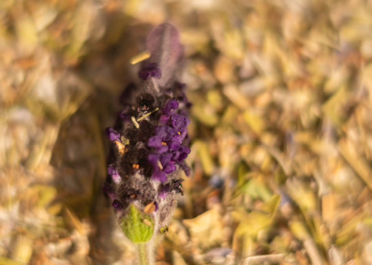 NATURAL MATERIALS - LAVENDER