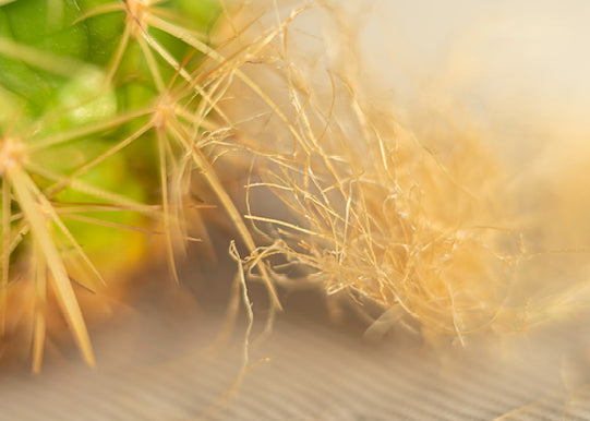 Natural Materials - Cactus