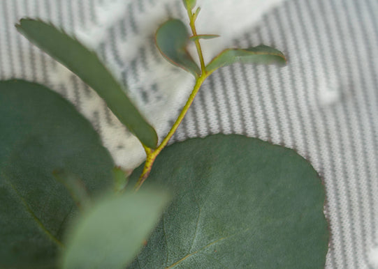 Natural Materials - Eucalyptus