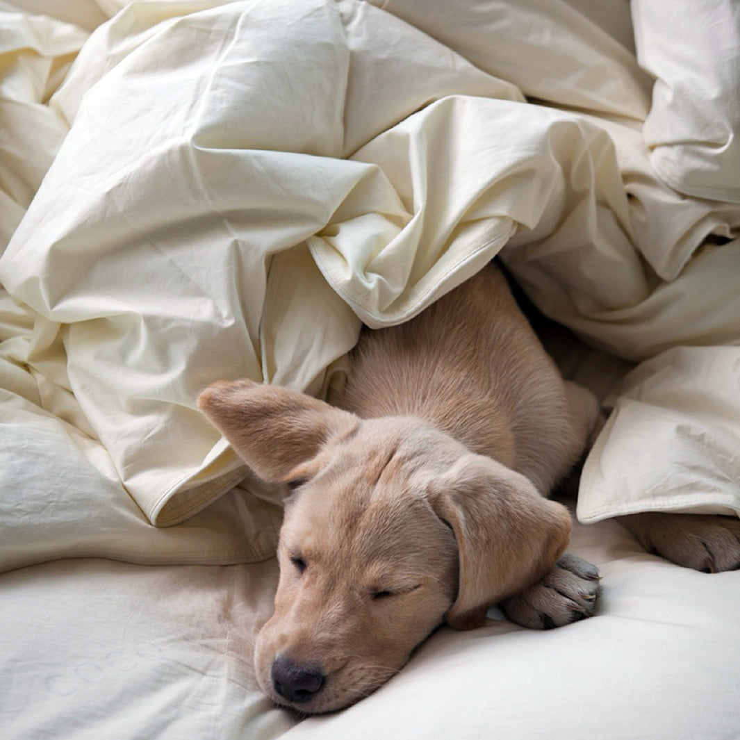 COCO-MAT COUETTE WITH PUPPY